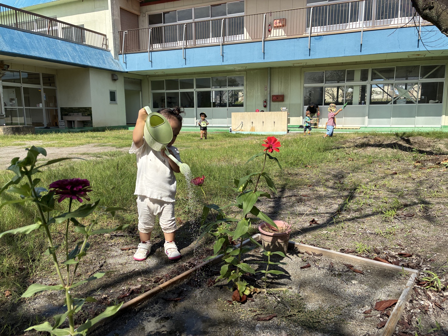 園庭の花にじょうろで水をあげる子ども